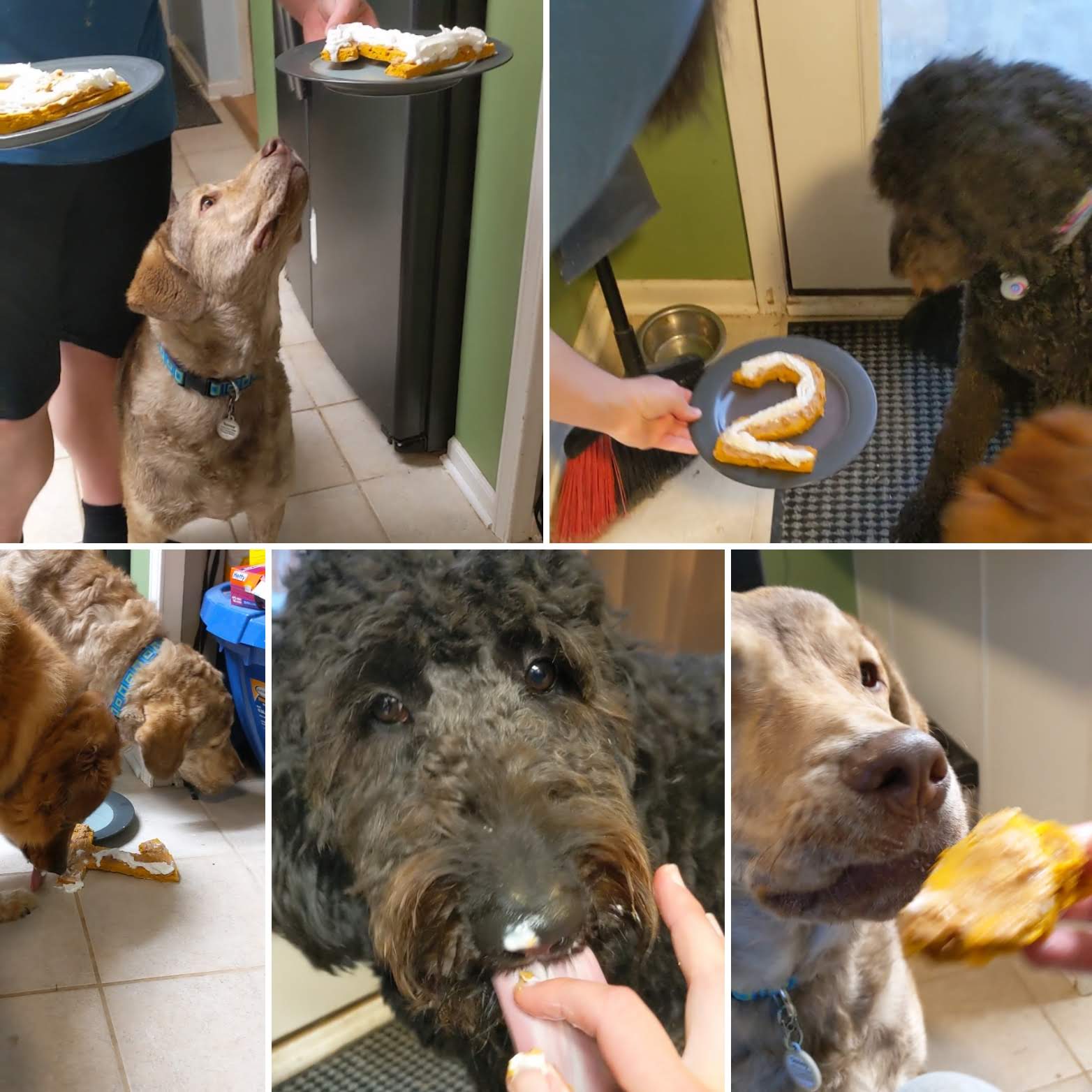 bday dogs